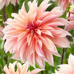 Dhalia Labyrinth