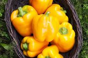 (P) Pepper California Wonder seeds (9s) (110377)