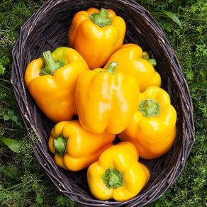 (P) Pepper California Wonder seeds (9s) (110377)
