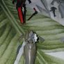 Warhammer Eldar (NOT aeldari blergh!) Image 5
