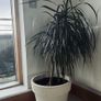 Plant Image 5