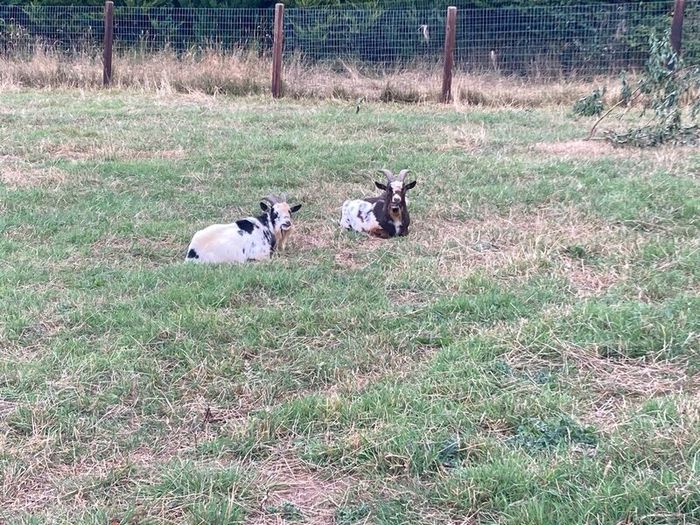 2 Pygmy Bucks