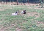 2 Pygmy Bucks