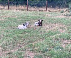 2 Pygmy Bucks