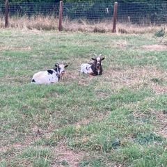 2 Pygmy Bucks