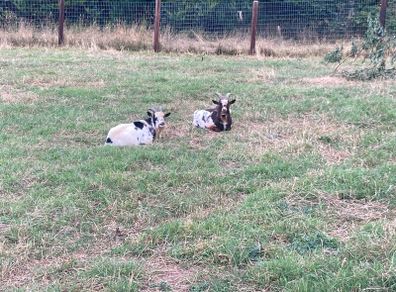 2 Pygmy Bucks