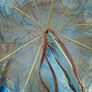 2 x Umbrella Folding Fish Trap Bait Net  Multi-Hole, Never Used Image 2