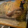 antique taxidermy pheasant Image 8