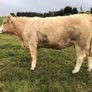 Incalf heifers @ Macroom mart on Sat. next 17th. Image 4