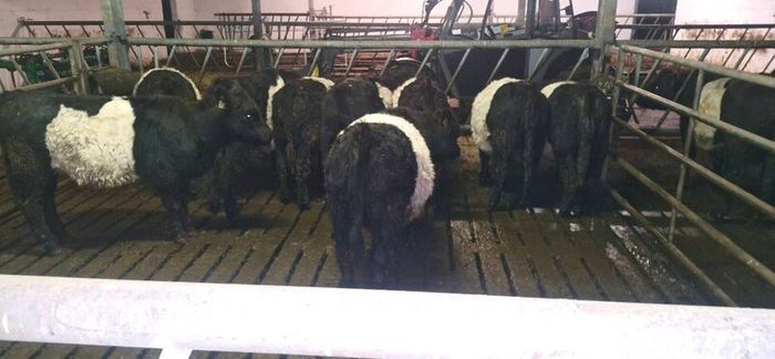 Weanlings