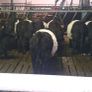 Weanlings Image 3
