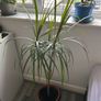 large  dracaena Image 2
