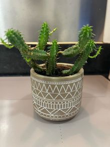 Flower Cactus in ceramic pot