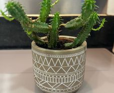 Flower Cactus in ceramic pot