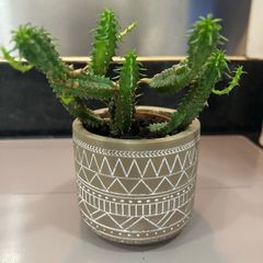 Flower Cactus in ceramic pot