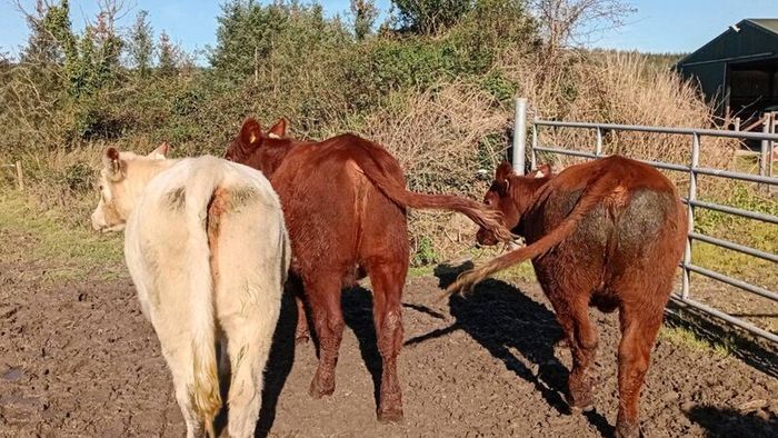 Shorthorn heifers