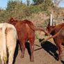 Shorthorn heifers Image 7