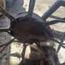 potato digger Image 3