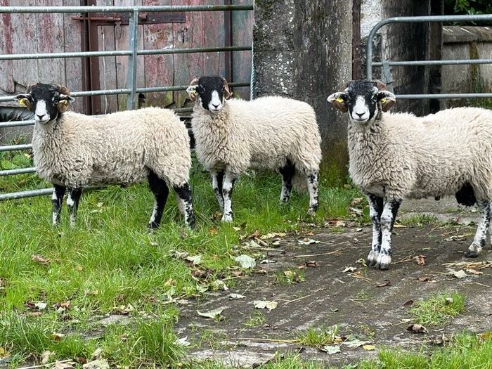 Swaledale Rams all SIS for Sale