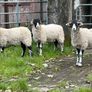 Swaledale Rams all SIS for Sale Image 9