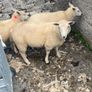 Ewe Lambs Image 6