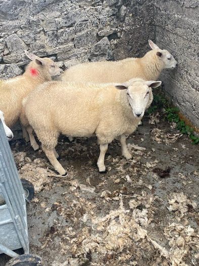 Ewe Lambs