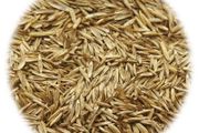 Grass Seed for Sports and Play 20 kg