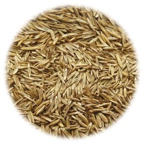 Grass Seed for Sports and Play 20 kg