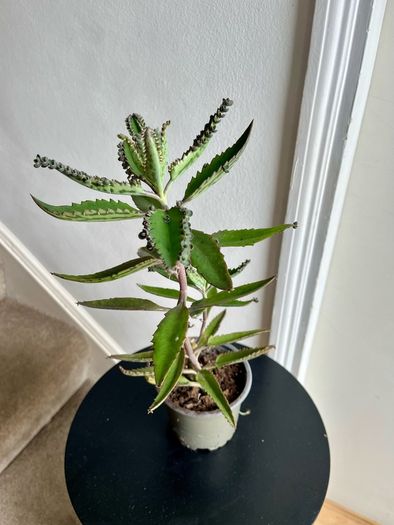 Mother of a thousand plant