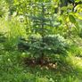 Blue Spruce (Picea Pungens Glauca) Image 4