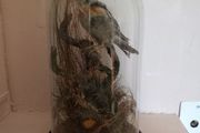 Taxidermied bird in glass dome