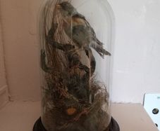Taxidermied bird in glass dome
