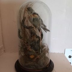 Taxidermied bird in glass dome