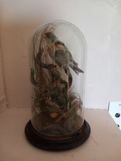Taxidermied bird in glass dome