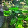 guppy fish fry Image 6
