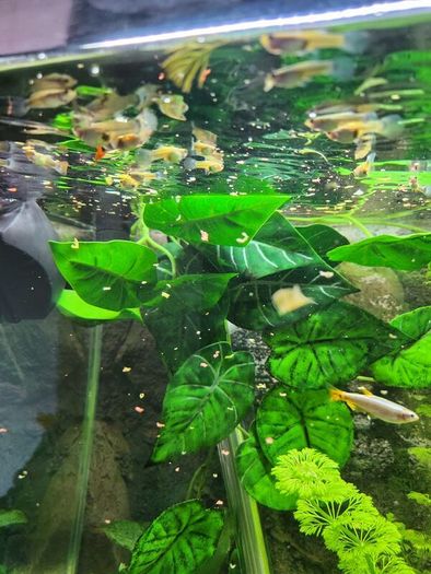 guppy fish fry