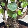 plant Image 4