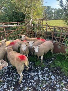 Hogget ewes
