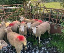 Hogget ewes