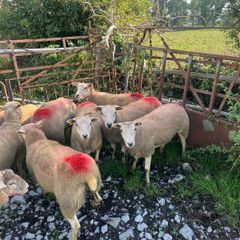 Hogget ewes