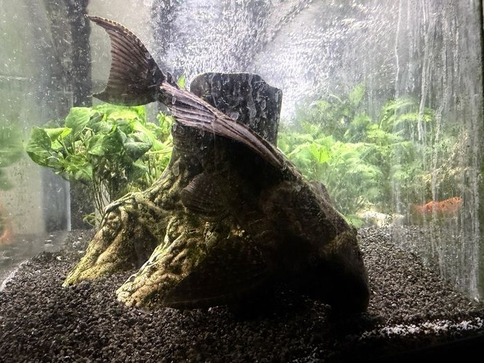 Sucker Fish