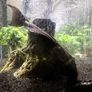 Sucker Fish Image 4