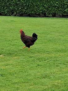 Roosters