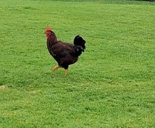 Roosters
