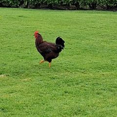 Roosters