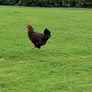 Roosters Image 4