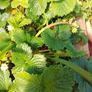 Organic Strawberry plants Image 9