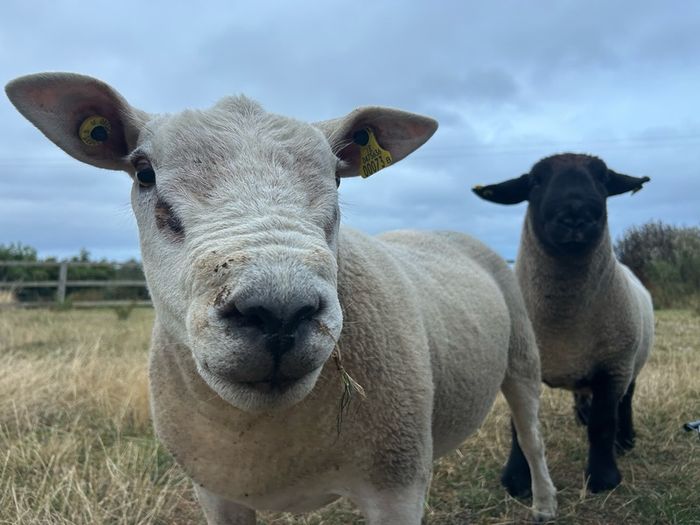 PBNR texel ram and ewe