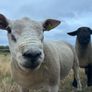 PBNR texel ram and ewe Image 4