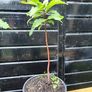 Sweet chestnut trees Image 2